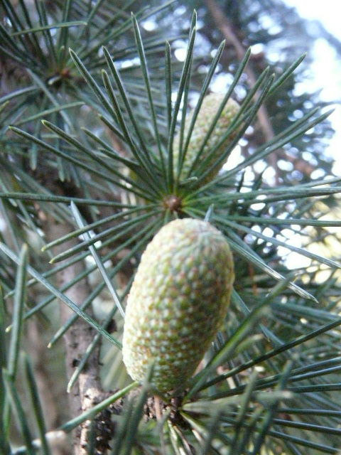 e0145782_1759316.jpg