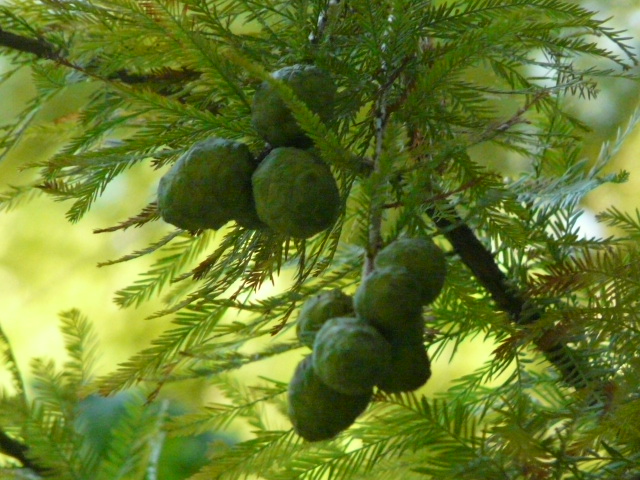 e0145782_1804176.jpg