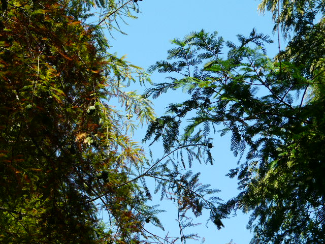 e0145782_181276.jpg