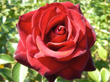 c0145209_1281967.jpg