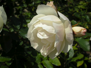 c0145209_1283270.jpg