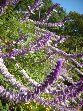 c0145209_1284463.jpg