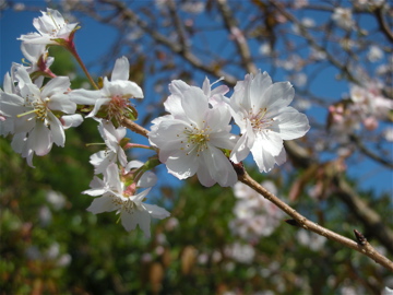 c0145209_128810.jpg