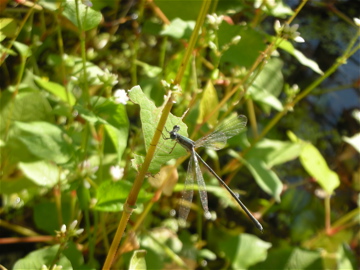 c0145209_1394326.jpg