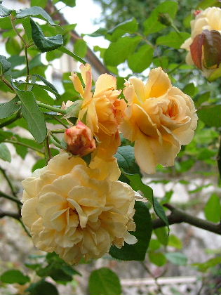 c0212214_823512.jpg