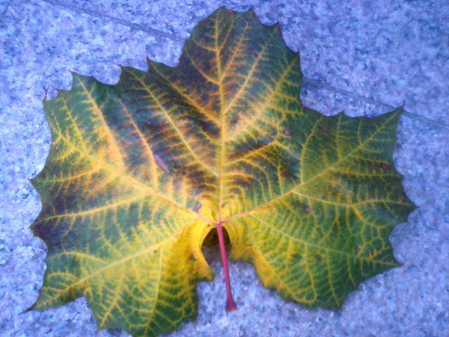 a0101715_2325225.jpg
