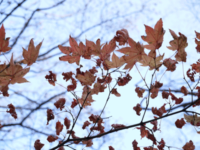 e0127526_2351296.gif