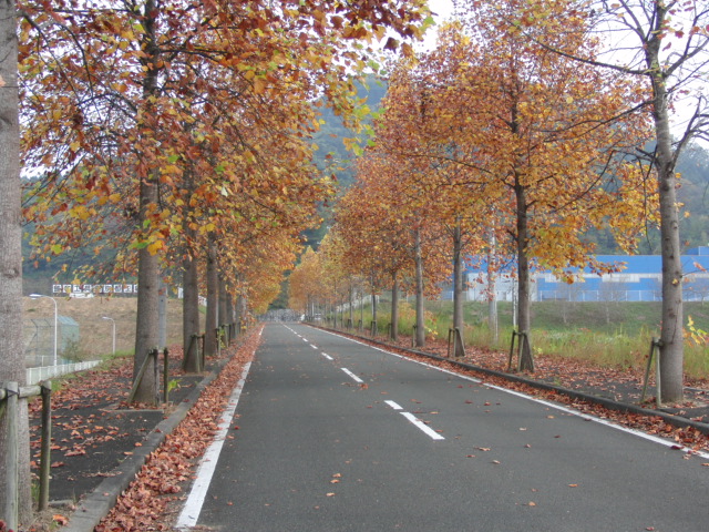 f0111128_0523.jpg