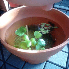 d0048332_961352.gif