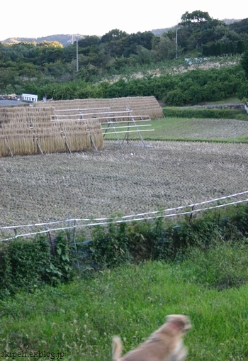 c0134734_12473249.jpg