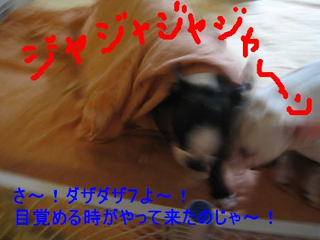 c0132537_5271469.jpg