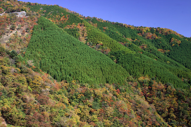 e0083238_22335551.jpg