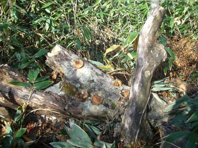 e0110940_1325884.jpg