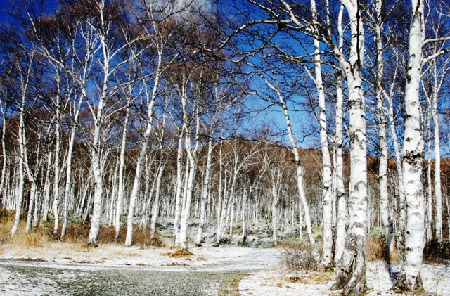 c0122445_1724057.jpg