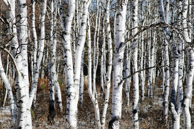 c0122445_17243725.jpg