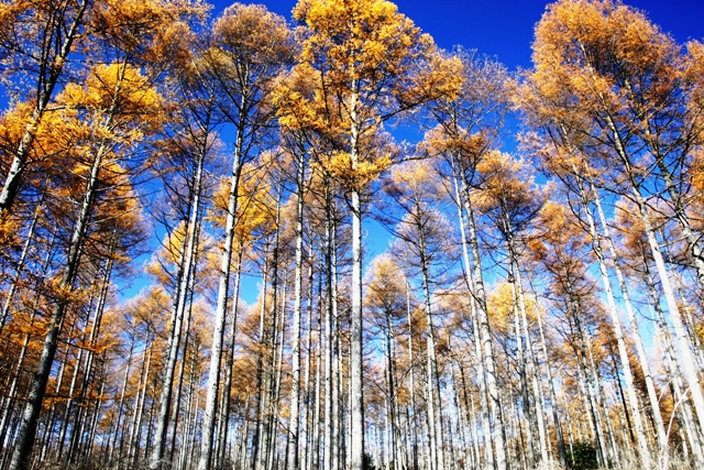 c0122445_17245560.jpg