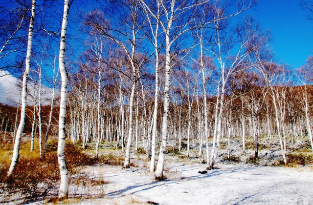 c0122445_1725394.jpg