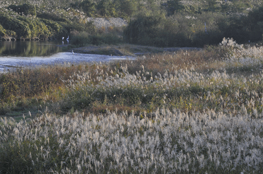 c0093046_71808.gif