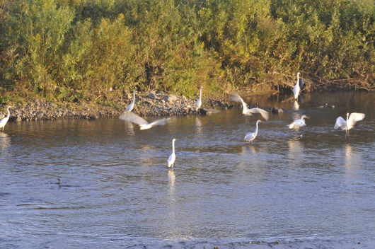 c0093046_7182584.gif