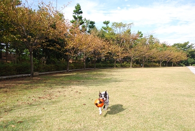 e0126046_10295641.jpg