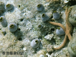 f0190653_1134457.gif