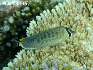 f0190653_11351118.gif