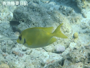 f0190653_11352465.gif