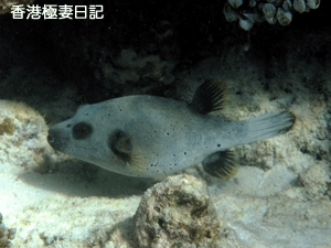 f0190653_1135484.gif