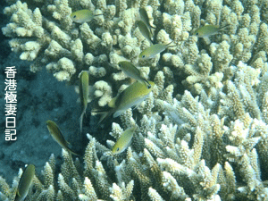 f0190653_11363136.gif