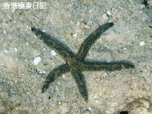 f0190653_1136390.gif