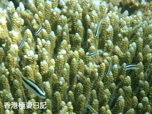 f0190653_11364393.gif