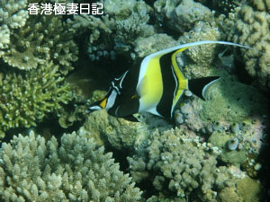 f0190653_1138332.jpg