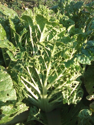 c0166668_13502999.jpg