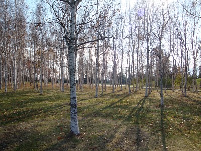 c0196468_1713133.jpg