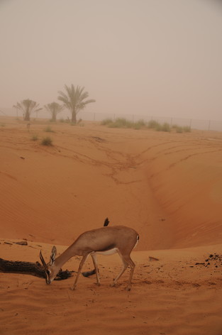 e0066474_552227.jpg