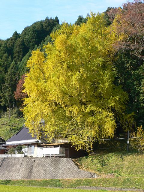 b0042882_1525486.jpg