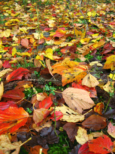 c0171790_14263925.gif