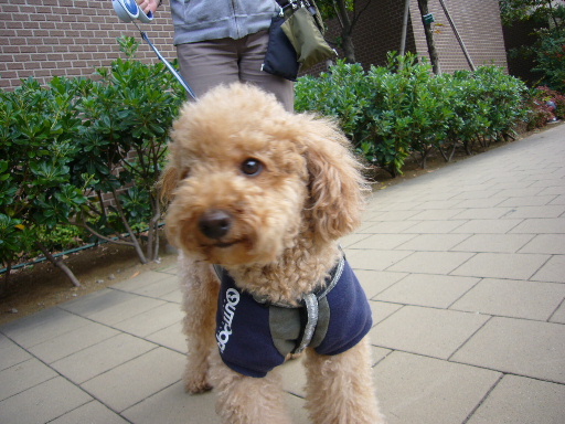 e0130008_20541514.jpg