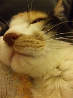 c0201113_23395554.jpg