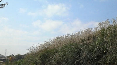 e0170519_2383087.jpg