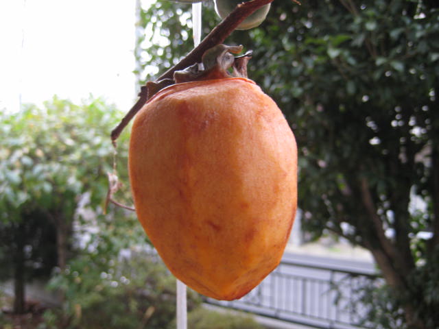 e0166032_20215670.jpg