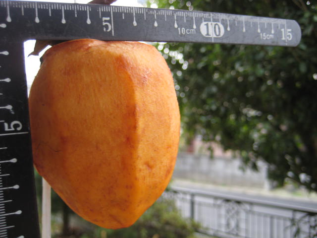e0166032_2023130.jpg