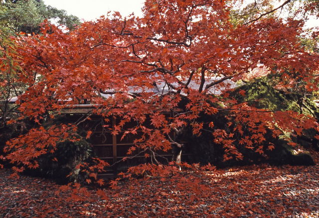 d0091834_1945054.jpg
