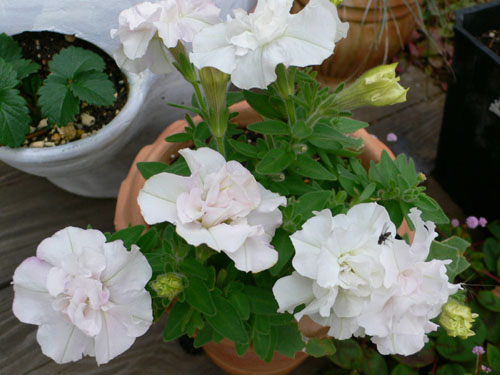 f0061334_210714.jpg