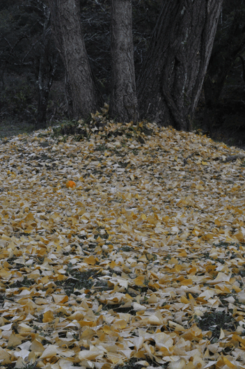 c0093046_7343934.gif