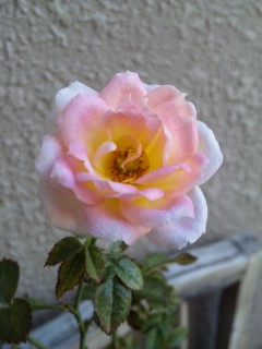 f0176570_21172666.jpg