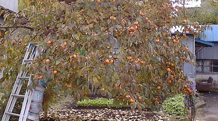 e0158773_1254498.jpg