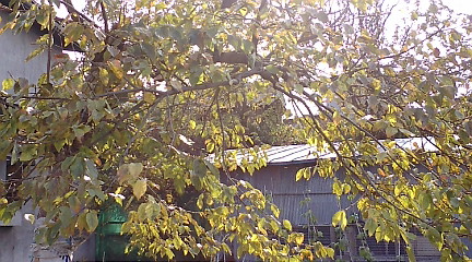 e0158773_1391165.jpg