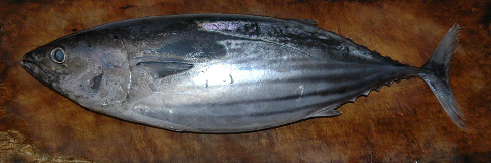 c0170789_23572852.jpg