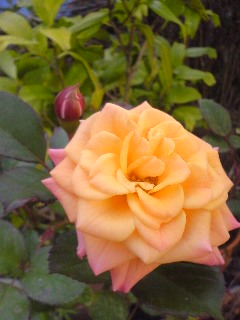 c0095492_1681427.jpg